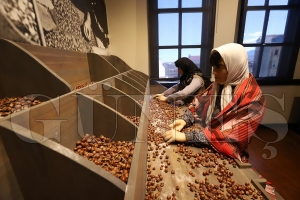 Türkiyede bir ilk: Fındık müzesi.. Bahçeden tüketiciye zorlu yolculuk bu müzede anlatılıyor