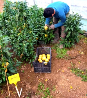 Fatsa Ziraat Odası Pepino meyvesi yetiştirdi Fatsa Ziraat Odası Pepino meyvesi yetiştirdi