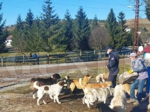 Aybast Belediyesi yaylada sahipsiz kpekleri  st ve tavuk etiyle besliyor