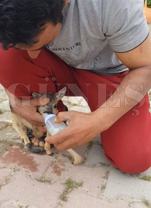 Bahçesinde bulduğu yavru karacayı biberonla besledi Bahçesinde bulduğu yavru karacayı biberonla besledi