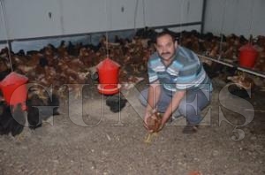 FINDIK PARA ETMEYNCE TAVUK RETMNE BALADI