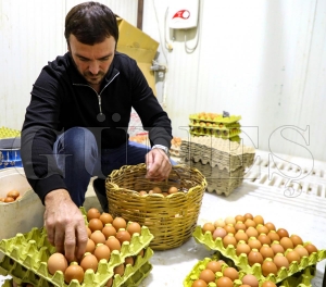 Yumurta sektr bakan Gler sayesinde ayaa kalkt