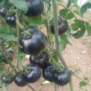 K�br�s�tan gelen siyah domates Fatsa�da toprakla bulu�tu