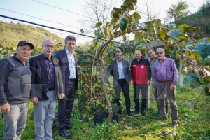 Fatsa'da kivi hasad� bereketi