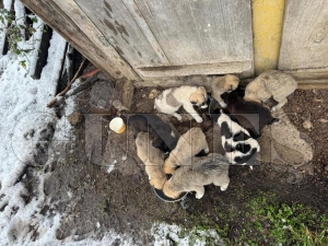 Fatsa belediyesinden sokak hayvanlar�na �efkat eli