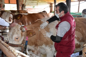 Orduda 126 bin bykba hayvan aland