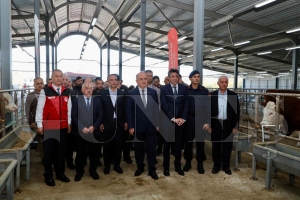 TULIP Projesi Kapsamnda Gebe Simental Dve Datm Yapld