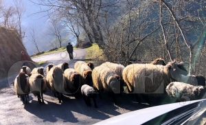 Koyunlarn yayla yolculuu balad