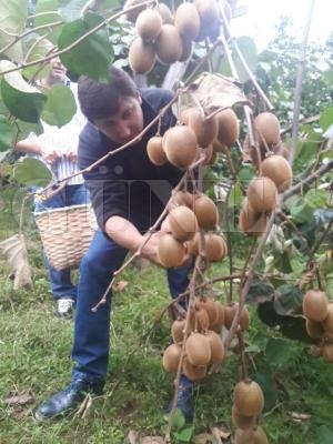Kivi hasadı başladı Kivi hasadı başladı