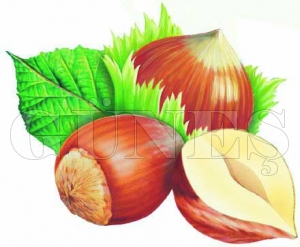 Giresun Kalite fındık 27 TL, levant kalite fındık fiyatı ise 26,5 TL Giresun Kalite fındık 27 TL, levant kalite fındık fiyatı ise 26,5 TL