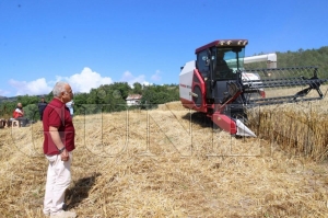 Ordu�da bi�erd�verli bu�day hasad�