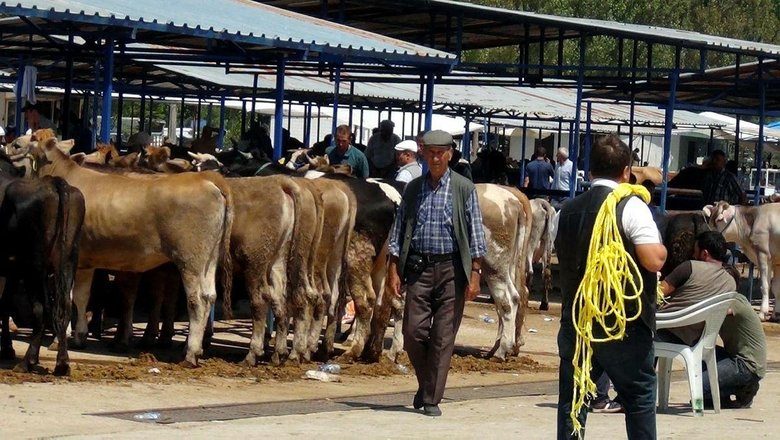 Kurbanlık Alırken Dikkatli Olun