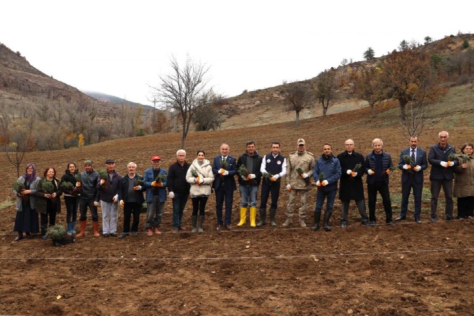 Ordu lavanta kokacak