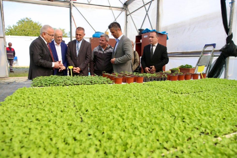 400 bin kışlık sebze fidesi dağıtıma hazır