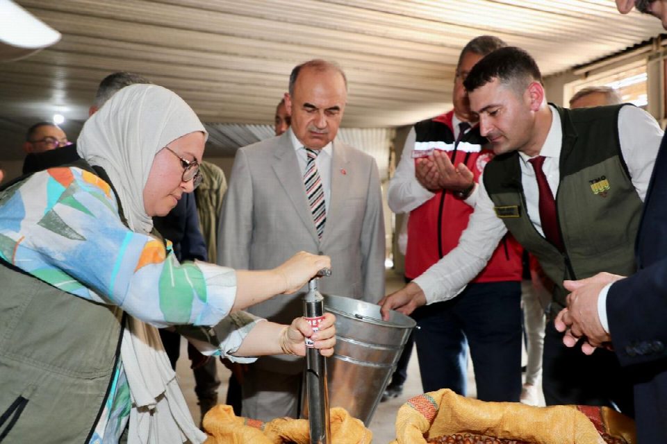 TMO Fındık Alımına Başladı