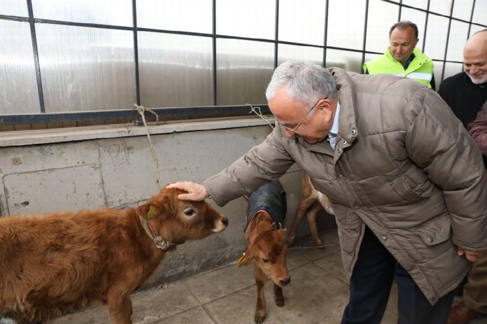 Çiftçilere 300 adet jersey ırkı inek dağıtıldı