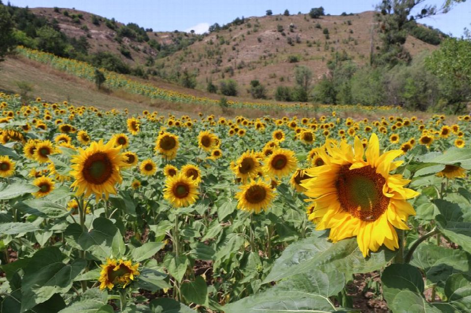 Fındık diyarı Ordu'da ayçiçeği üretiliyor