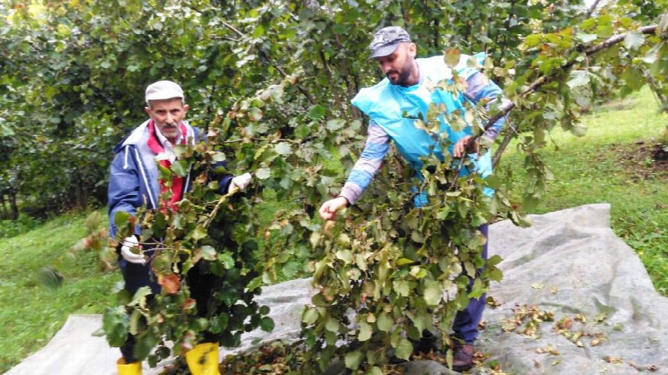Yağmur altında fındık hasadı YAĞMUR ALTINDA FINDIK HASADI