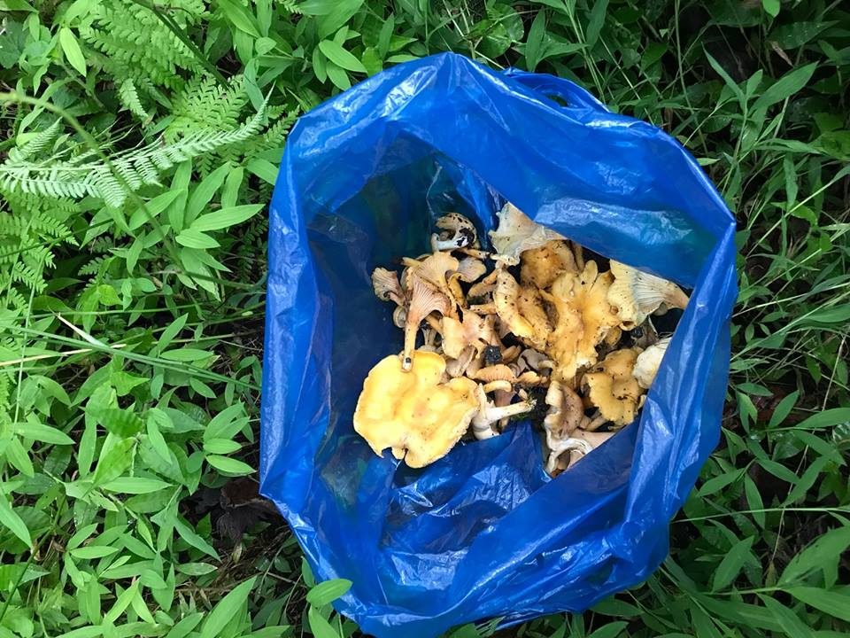 Orman mantarı lezzeti ile kendini aratıyor