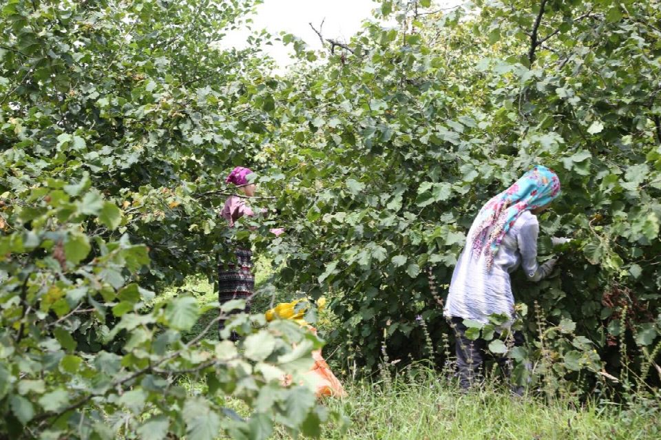 Hem üretici hem işçi memnun kaldı.. “Fındık dalda aklın işçi de kalmasın” projesine tam not