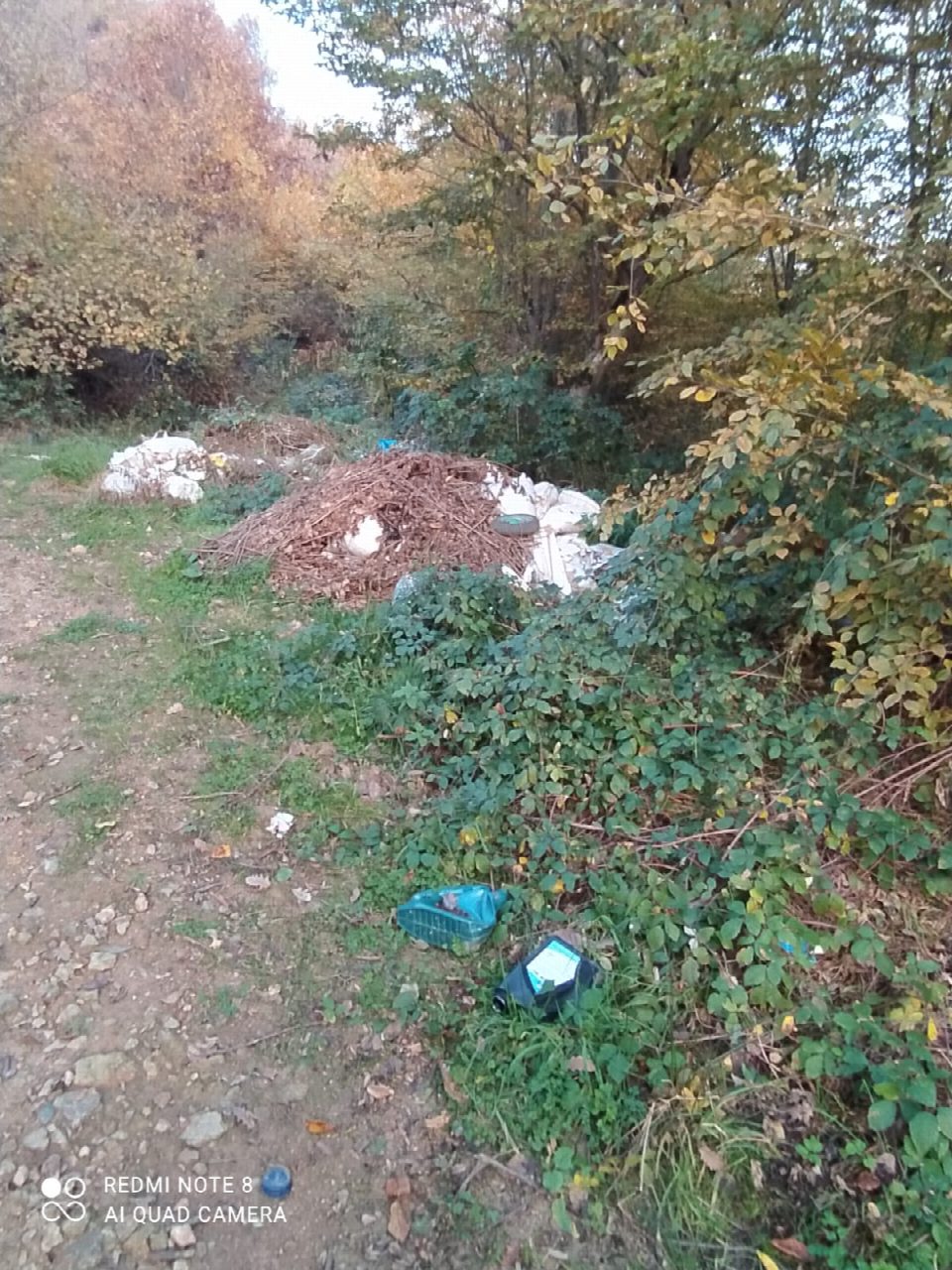 “Nedir bu Fatsa ormanlarının çektiği?”