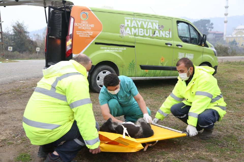 Hayvan ambulansı can dostlara can kattı