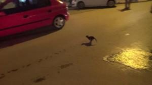 İTFAİYEDEN KEDİ KURTARMA OPERASYONU