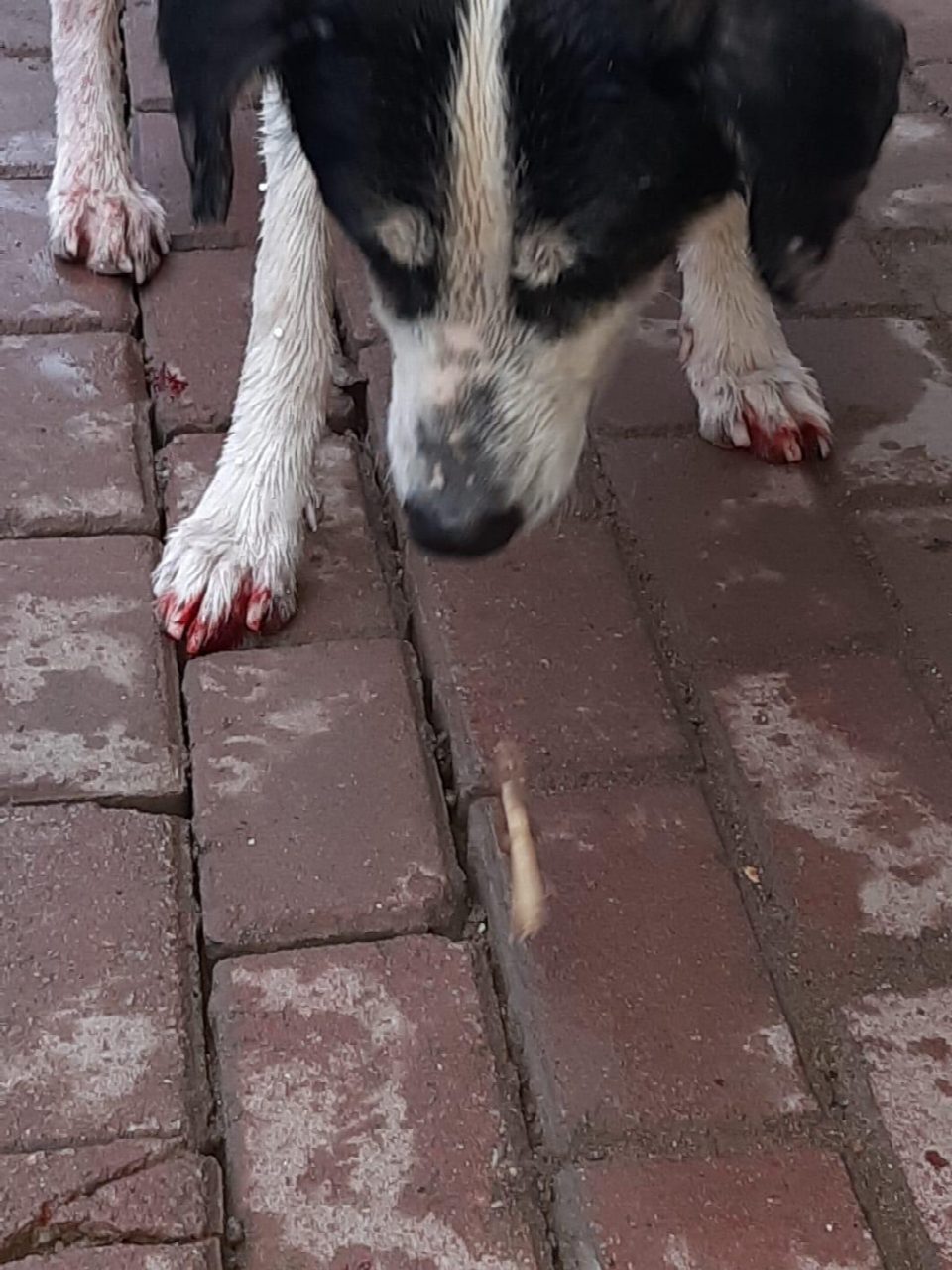 MAHSUR KALAN KÖPEĞİ İTFAİYE EKİPLERİ KURTARDI