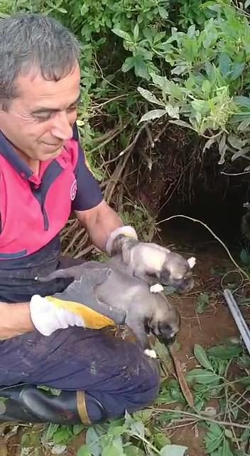 Ordu itfaiyesi 7 köpek yavrusu için seferber oldu