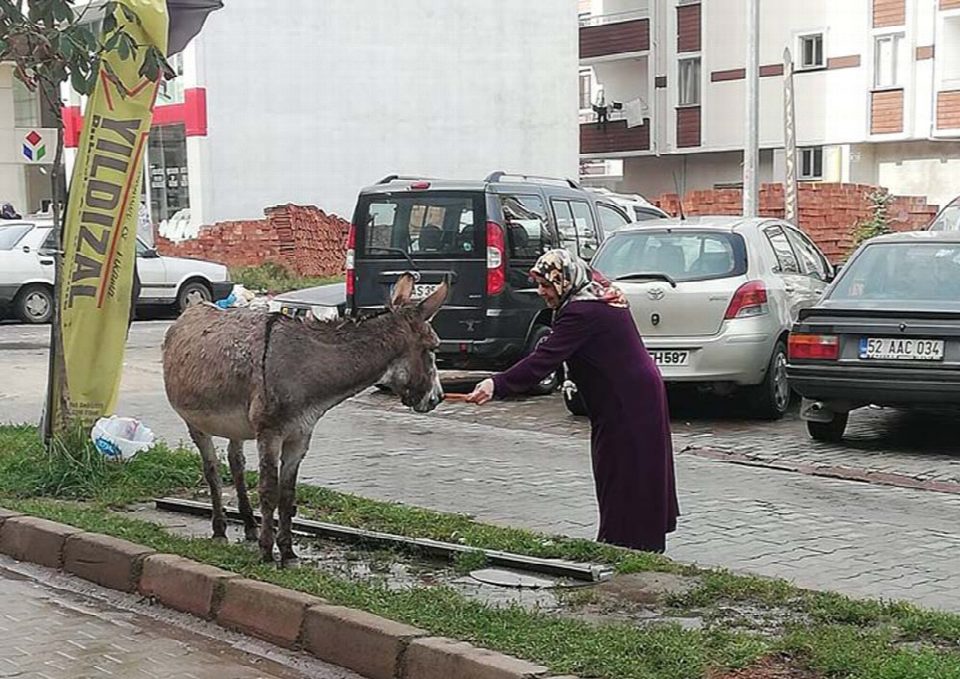 Eşeği eliyle besleyen Kadın’ın fotoğrafı sosyal medya da en büyük ilgiyi gördü