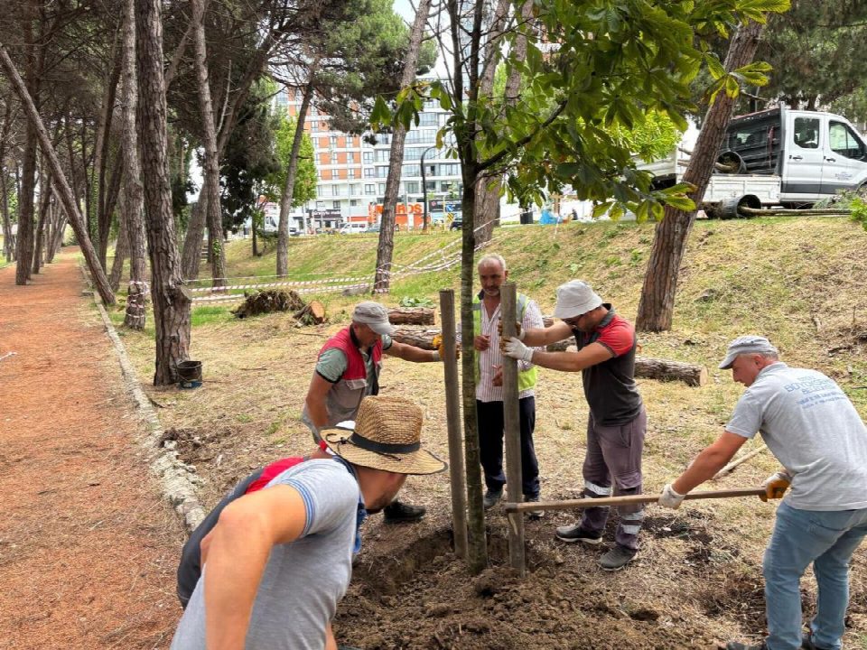 Ünye Çamlık’ta kuruyan ağaçların yerine yenileri dikiliyor