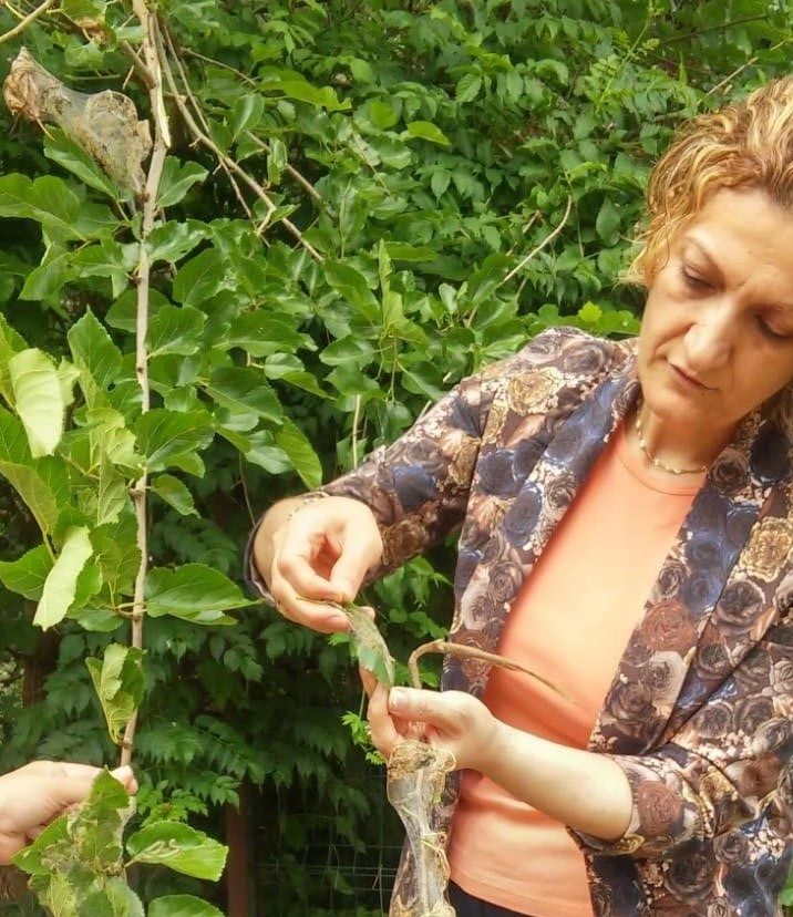 -Fındıkta zararlılarla mücadele….. Prof. Dr. Öztemiz; “Entegre mücadele şart.”