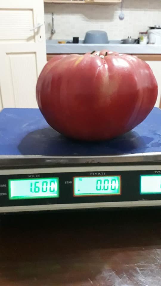 1 Kilo 600 gramlık Domates yetiştirdi