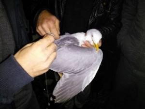Martının imdadına itfaiye koştu