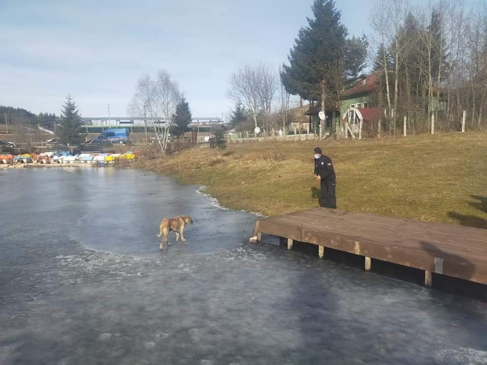 Göletin üzerinde gezen köpek kurtarıldı