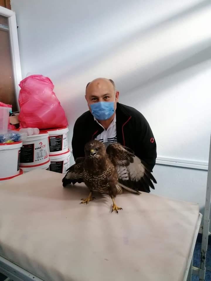 Yaralı Şahin'i ölümden kurtardılar