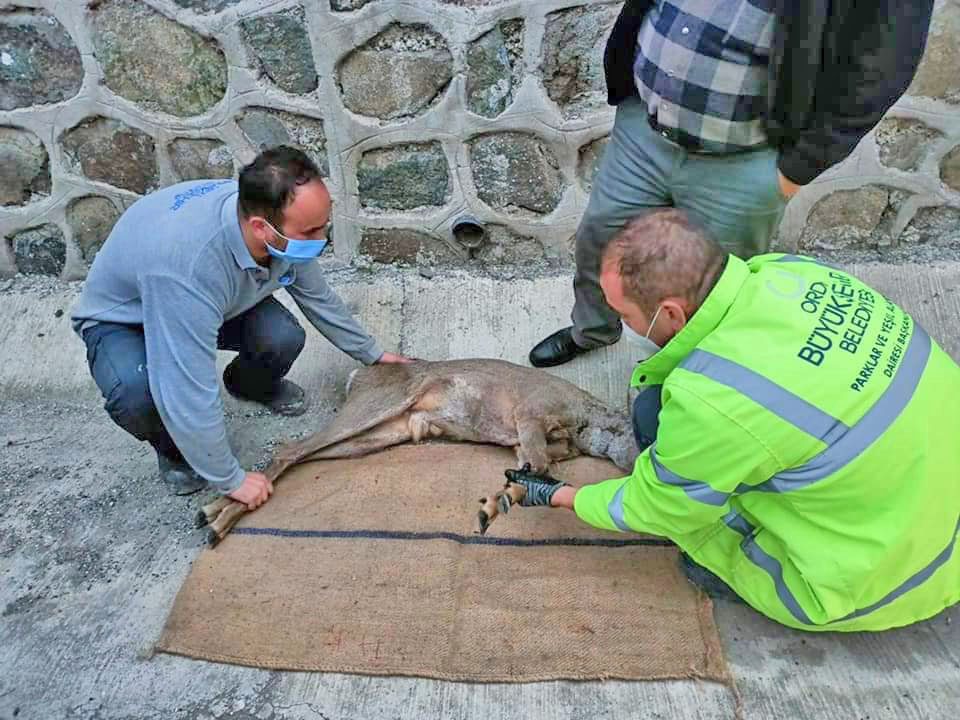 Karacanın yardımına Büyükşehir yetişti...