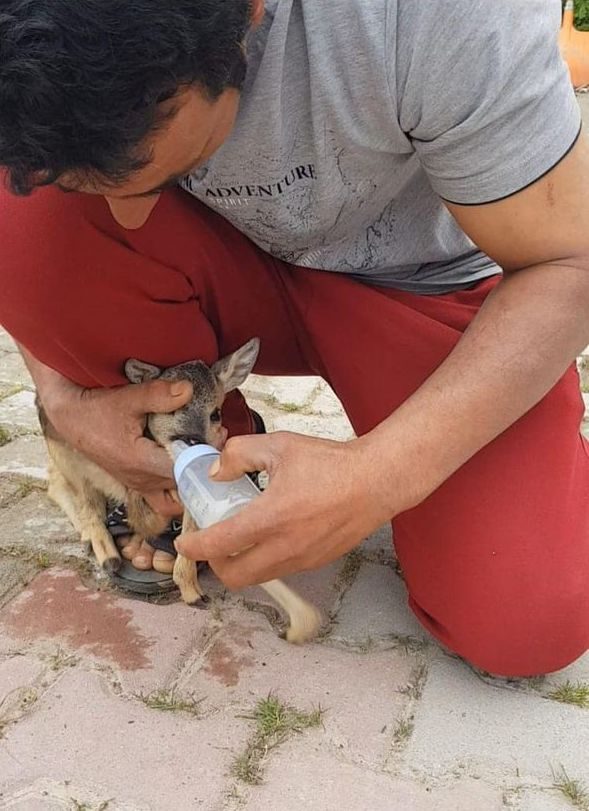 Bahçesinde bulduğu yavru karacayı biberonla besledi