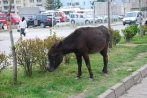 BAŞIBOŞ HAYVANLAR CİRİT ATIYOR