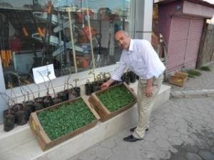 FİDELER SATIŞTA