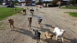 YAYLADA AÇ KALAN KÖPEKLERİ BESLİYOR