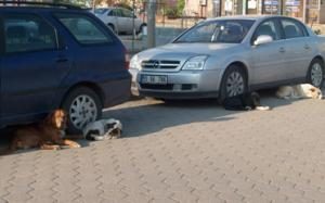 SOKAK KÖPEKLERİ VATANDAŞLARIN KORKULU RÜYASI