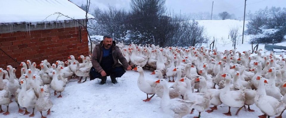 Yaylalar kazlarla şenlendi... 60 santim karda kaz yetiştiriciliği yapıyor