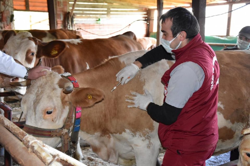 Ordu’da 140 bin büyükbaş hayvan aşılanacak