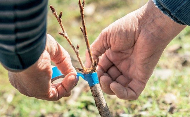ORMEK’te açılacak kurs ile ‘Meyve ağaçlarında aşılama’ yöntemleri üreticilere anlatılacak