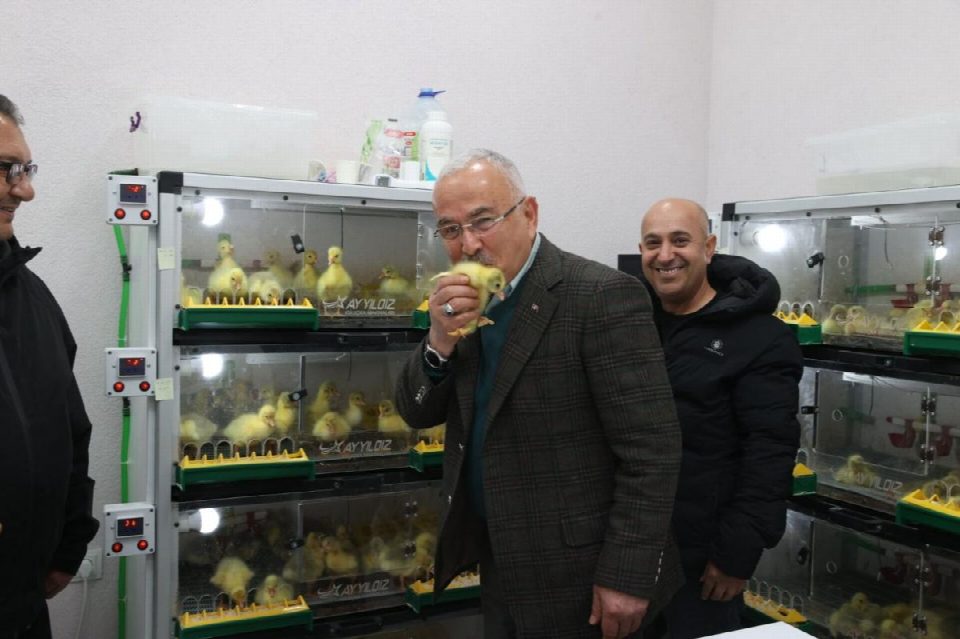 BAŞKAN GÜLER’İN HAYVANCILIK PROJELERİNDEN BİRİ OLAN KAZ YETİŞTİRİCİLİĞİ GİDEREK ARTIYOR