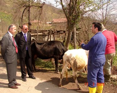 7 BİN BÜYÜKBAŞ HAYVAN AŞILANACAK