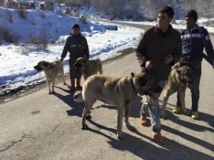Avcıların en büyük dostu köpekleri