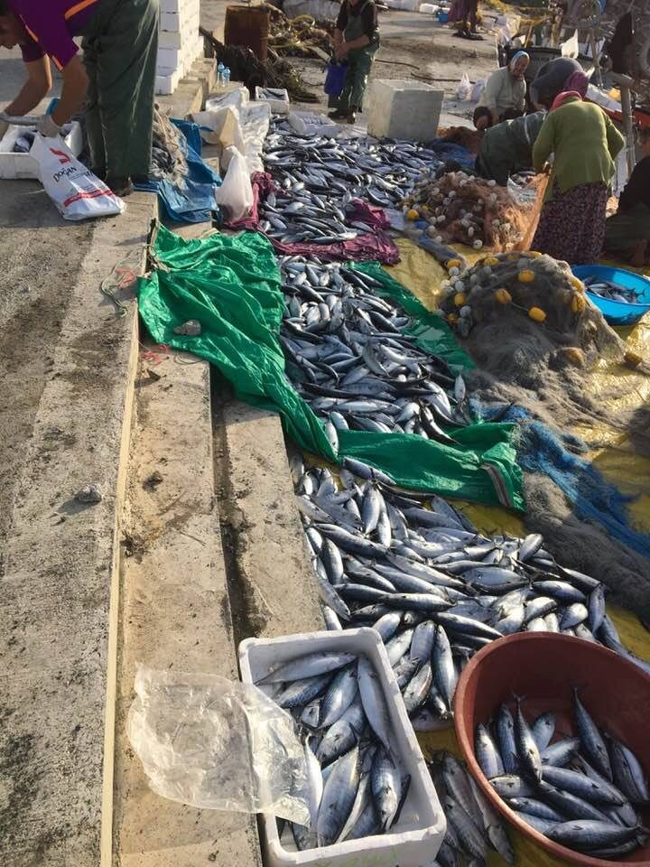 Karadeniz’de palamut bereketi