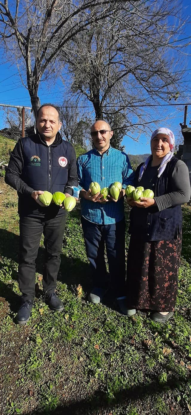 Rodos kabağı Fatsa'da